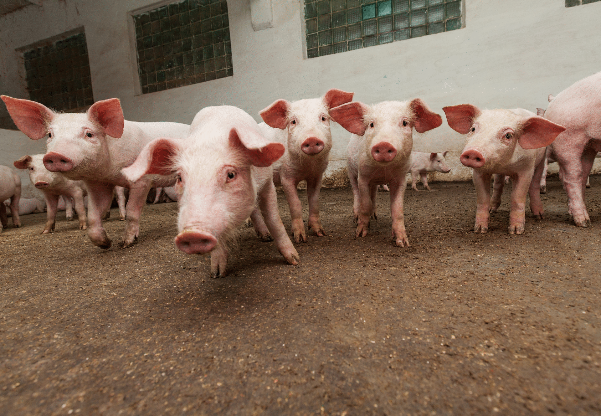 Banff Pork Seminar Jan. 8 to 10, 2019